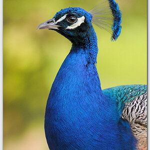 Blaue Pfau (Pavo cristatus)