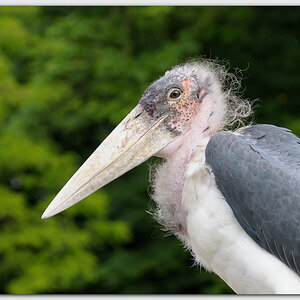 Marabu (Leptoptilos crumeniferus)