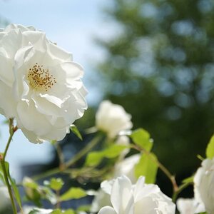 weiße rose 1