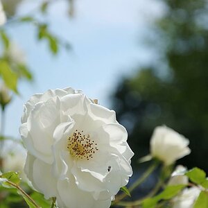 weiße rose 3