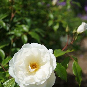 weiße rose 4
