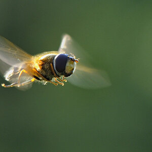 Flugbiene