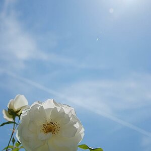Rose 2