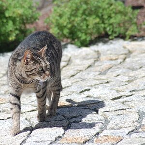 Unsere Katze im Garten