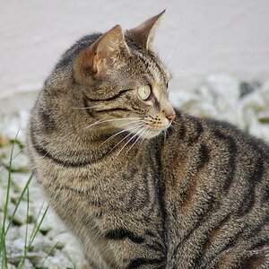 Unsere Katze im Garten