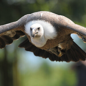 Wildpark Edersee 0127 Geier im Anflug
