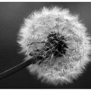 NC pusteblume