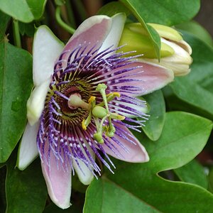 Passionsblume 2