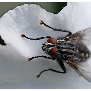 fliege1