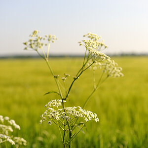 depth of field effect