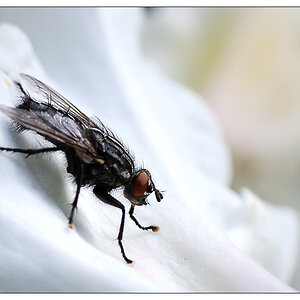 fliege3