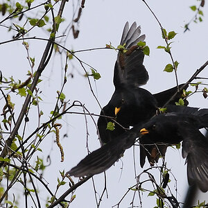 Amsel02