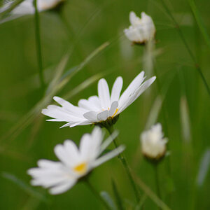 TestDaisies