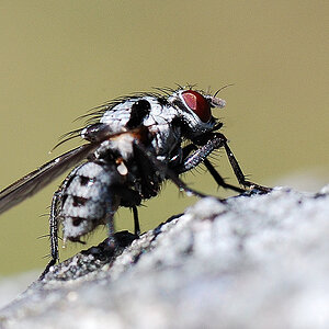 fliege1