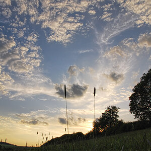 zwei halme in der abendsonne