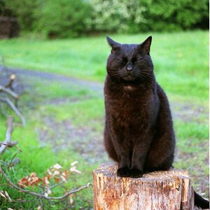Katze