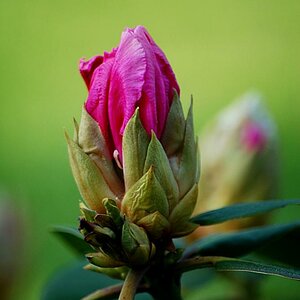 Rhododendron