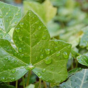 Im Garten