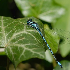 Tamron DSC 3847