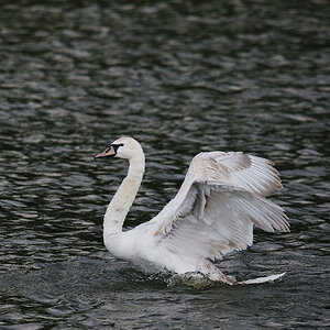 Kastenweiher Schwan09