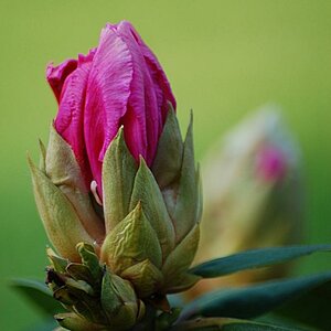 Rhododendron5