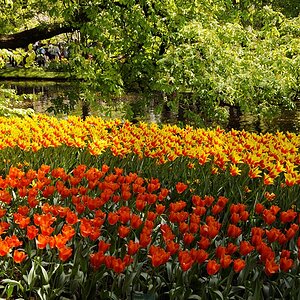 Keukenhof