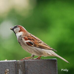 DSC 1305[1]
