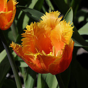 Tulpe ( 18-200 )