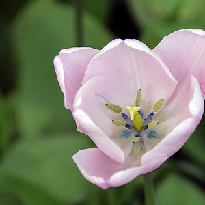 Tulpe ( 18-200 )
