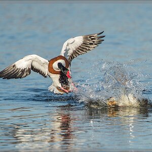 20140309 3444 [NIKON D4] 1000 mm,1 2000 Sek. bei ƒ   7,1