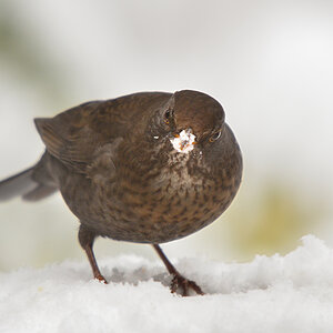 DSC 3055 Amsel