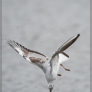 20140316 3874 [NIKON D4] 850 mm,1 800 Sek. bei ƒ   5,6