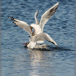 20140319 5706 [NIKON D7100] 500 mm,1 800 Sek. bei ƒ   7,1
