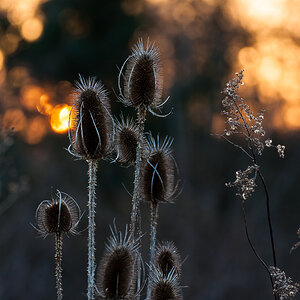 flares