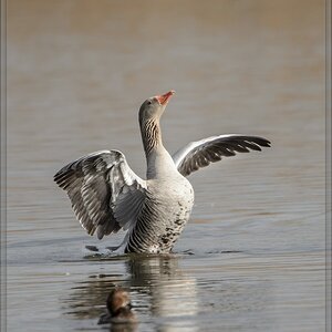 20140323 4217 [NIKON D4] 1000 mm,1 2000 Sek. bei ƒ   7,1