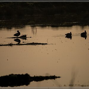 20140330 1060652 [DMC GX7] 300 mm,1 1250 Sek. bei ƒ   6,7