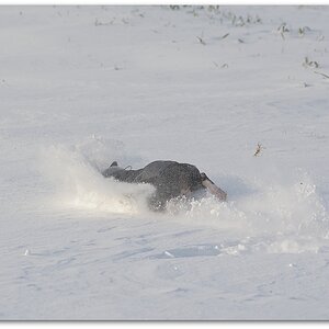 MNE 8936, 20141228
D700 70-200/2,8
