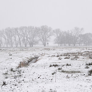 Neppermin im Winter