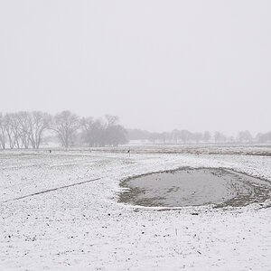 Neppermin im Winter
