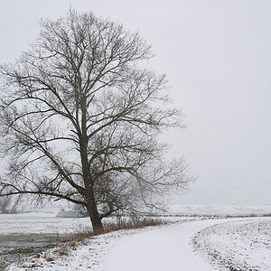 Neppermin im Winter