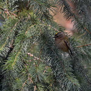 DSC 1212 Goldhähnchen 1000 2