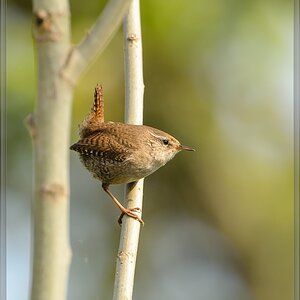 20140412 5422 [NIKON D4] 850 mm,1 800 Sek. bei ƒ   8,0