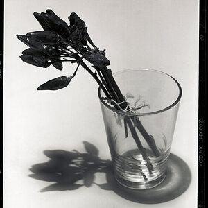 Plaubel Test 6x9 1