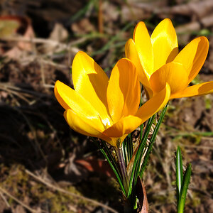 DSC 3635 Krokus