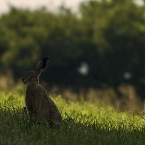 Morgendstund hat....

Aufgenommen mit Nikon, Sigma 80-400mm und Stativ

Lg Ela