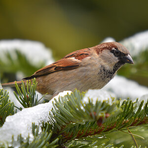 DSC 3650 Spatz
