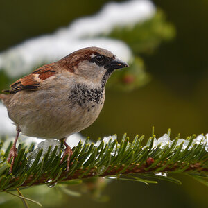 DSC 3652 Spatz