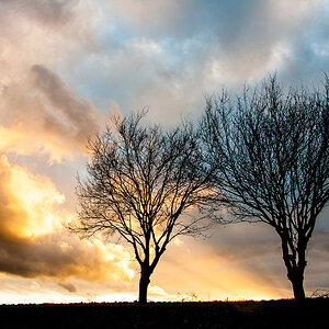wetter mit baum 2