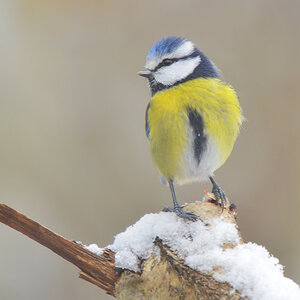 DSC 3208 Blaumeise