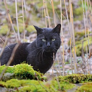 DSC 3735 Kater